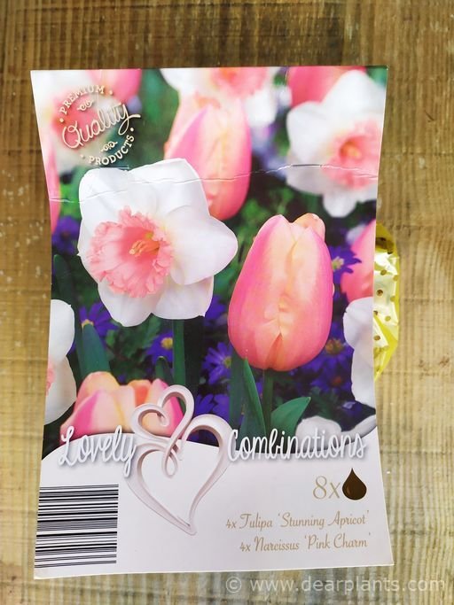 7 reasons to buy bulbs in Lidl Dear Plants