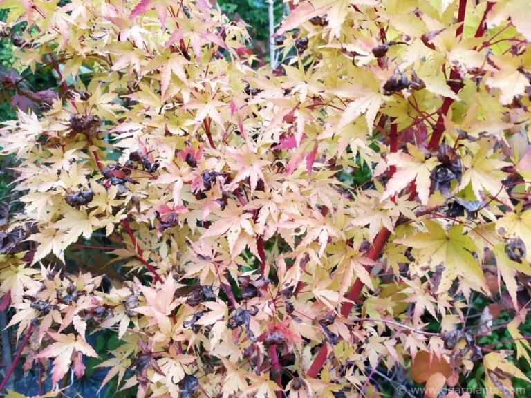 How to approach grafting japanese maples, step by step (with images)