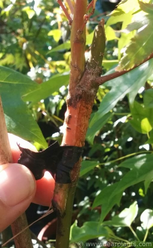 How to approach grafting japanese maples, step by step (with images)