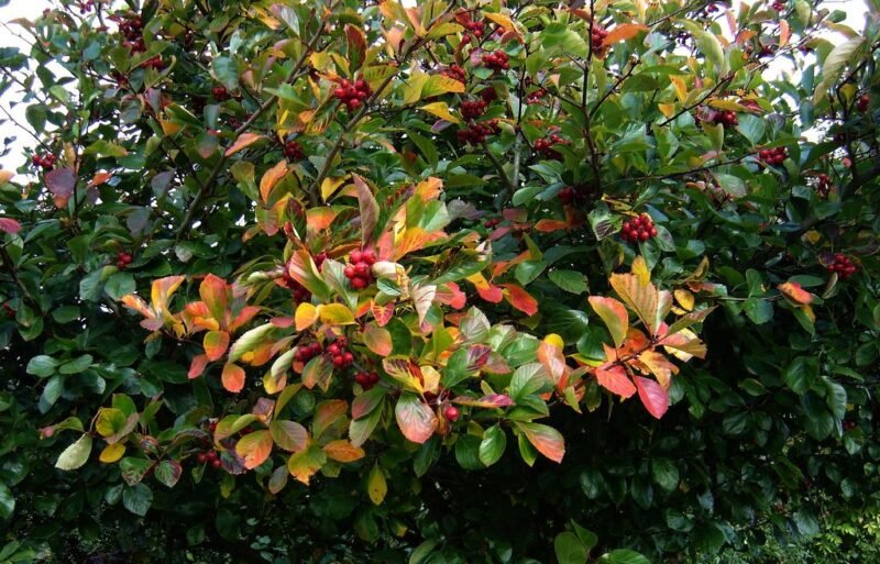 Crataegus persimilis ‘Prunifolia’ - www.dearplants.com