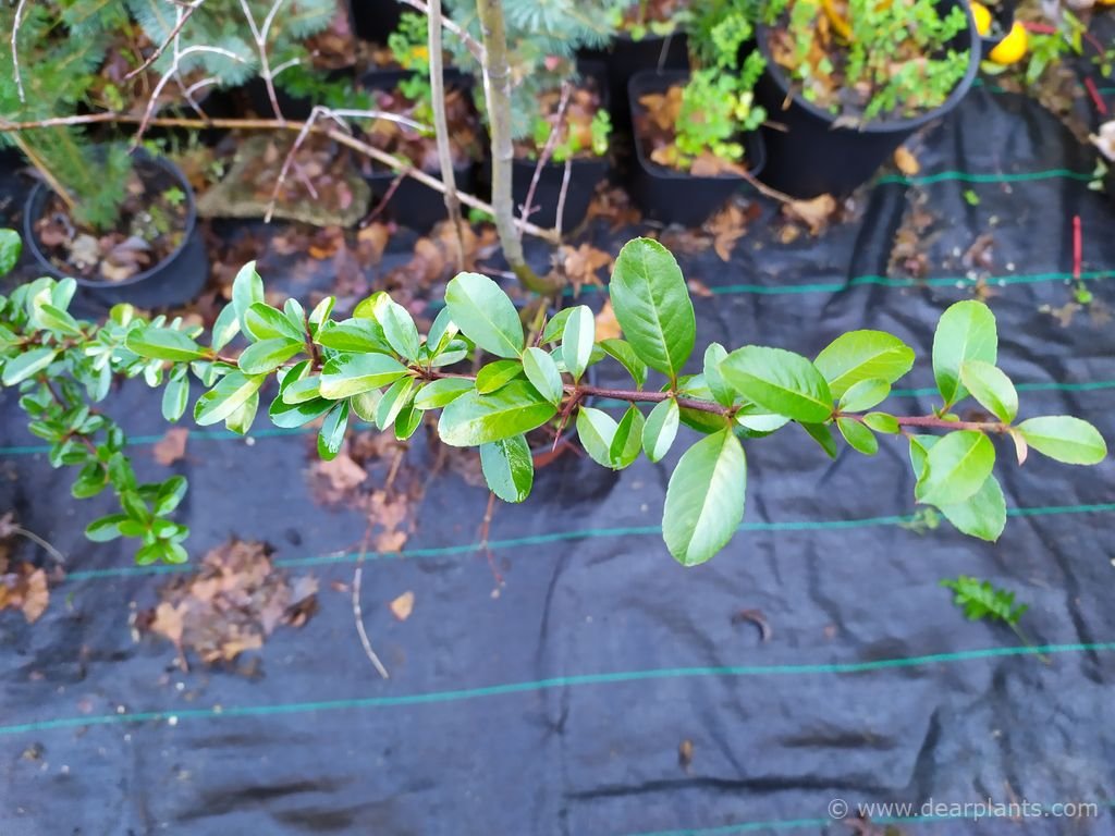 How to propagate Pyracantha by cuttings (step by step with pictures)