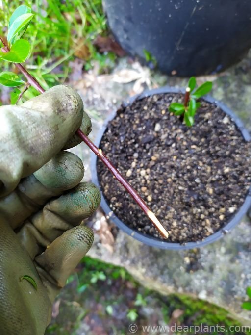 How to propagate Pyracantha by cuttings (step by step with pictures)