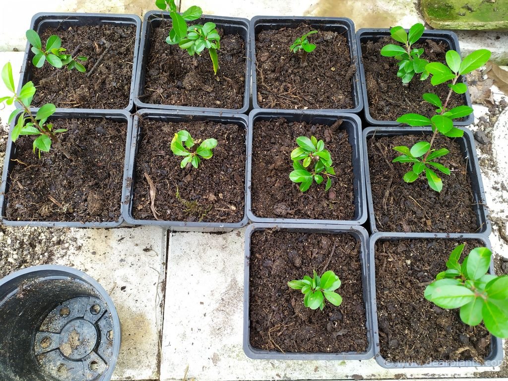 How to propagate Pyracantha by cuttings (step by step with pictures)