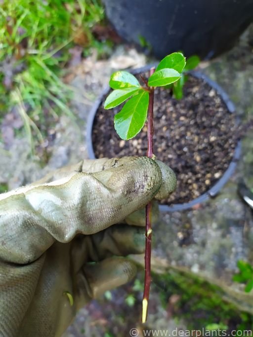 How to propagate Pyracantha by cuttings (step by step with pictures)