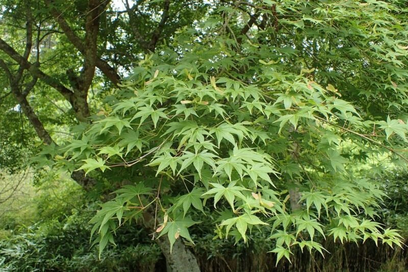 Japanese maple 'Osakazuki' (Acer palmatum 'Osakazuki') in summer - www.dearplants.com