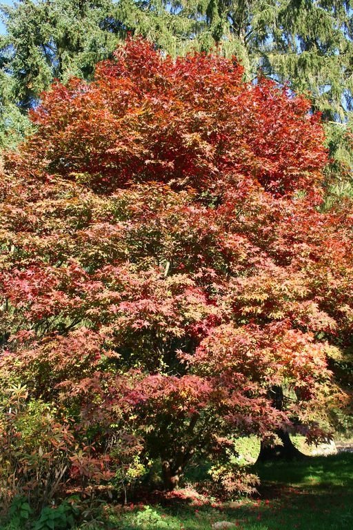 Japanese maple 'Osakazuki' (Acer palmatum 'Osakazuki') - Dear Plants