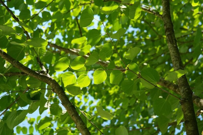 Katsura tree (Cercidiphyllum japonicum) - Fresh green leaves in Spring