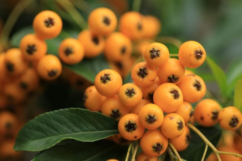How to plant Firethorn (Pyracantha) - Pyracantha with yellow berries