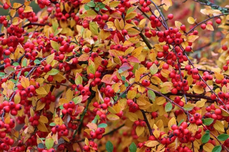The most beautiful autumn shrubs for fall color - Pyracantha with berries and fall collor