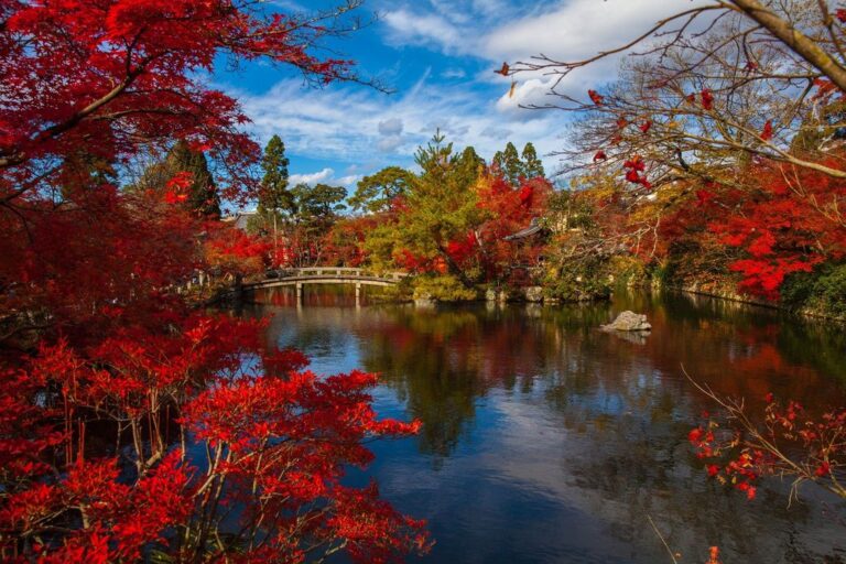 Top trees with best autumn color, the best fall foliage