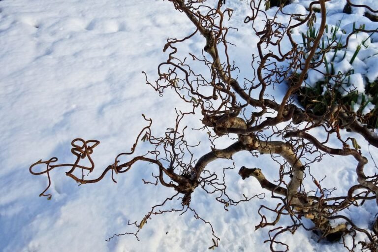 Best trees for winter interest Dear Plants