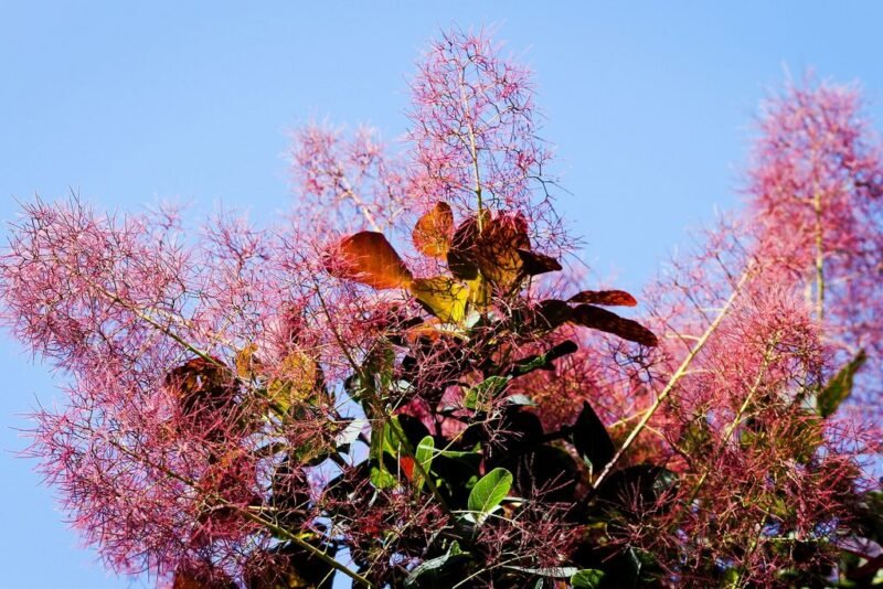 Smoke tree (Cotinus coggygria) - ww.dearplants.com