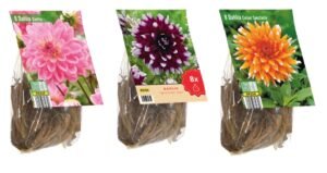 5 reasons to buy Lidl's dahlias - www.dearplants.com