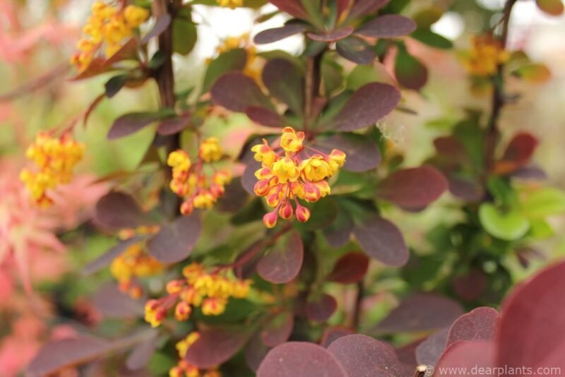 Barberry 'Superba' (Berberis x ottawensis f. purpurea ‘Superba’) - www.dearplants.com