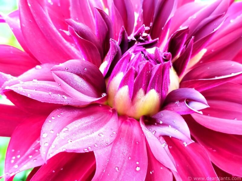 Dahlia Arabian night - www.dearplants.com