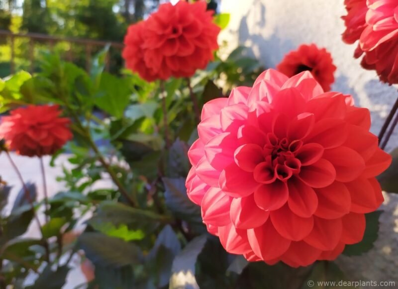 Dahlia 'Ellen Houston' - www.dearplants.com