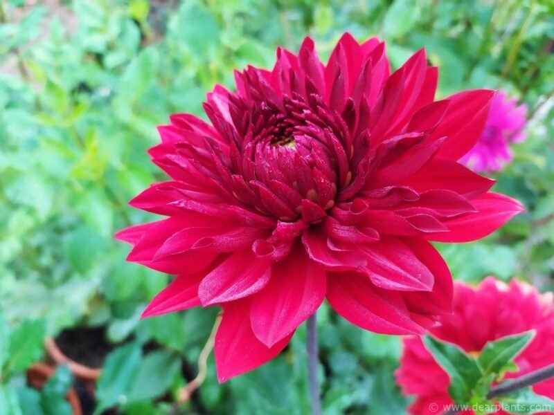 Dahlia Heatwave - www.dearplants.com