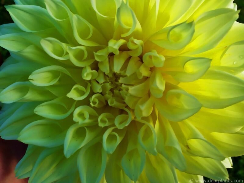 Dahlia Kelvin Floodlight - www.dearplants.com