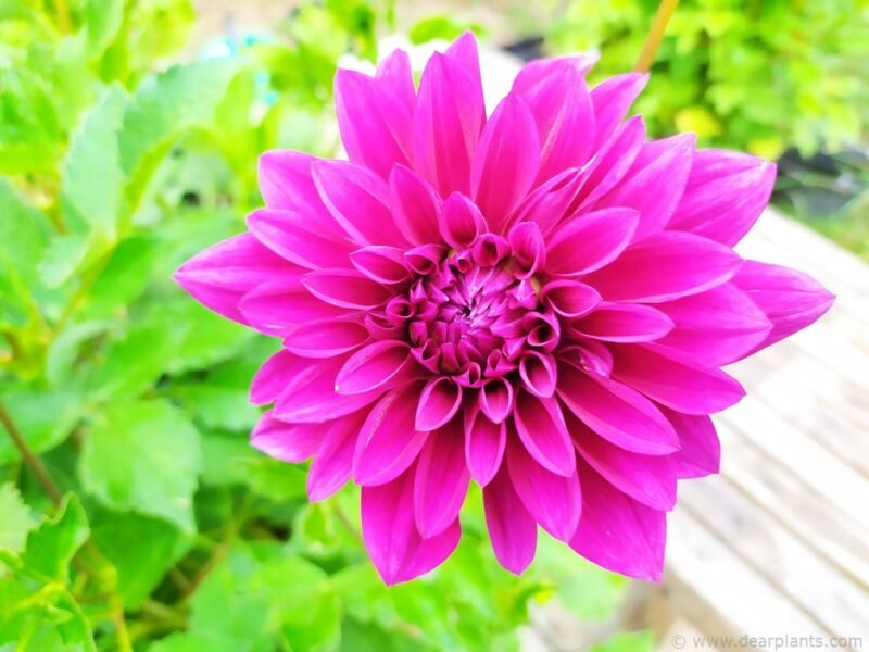 Dahlia Le Baron - www.dearplants.com