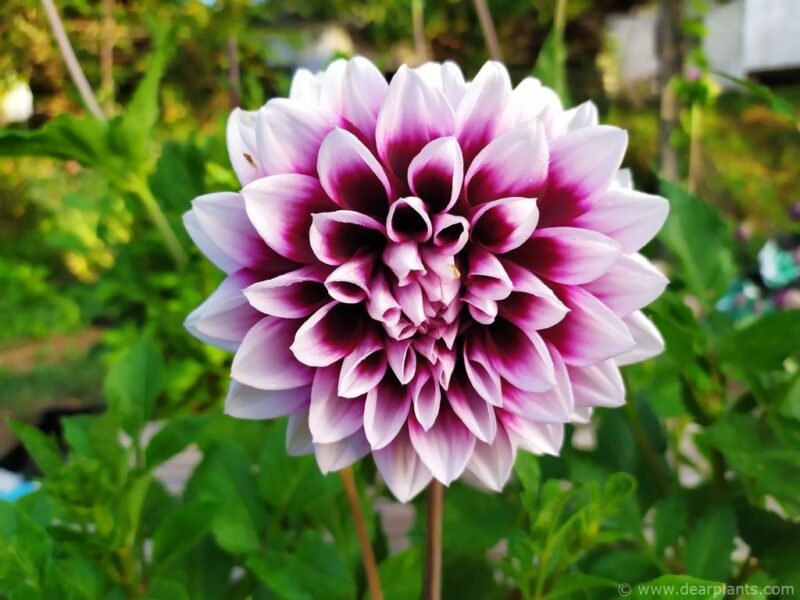 Dahlia 'Mystery day' - www.dearplants.com