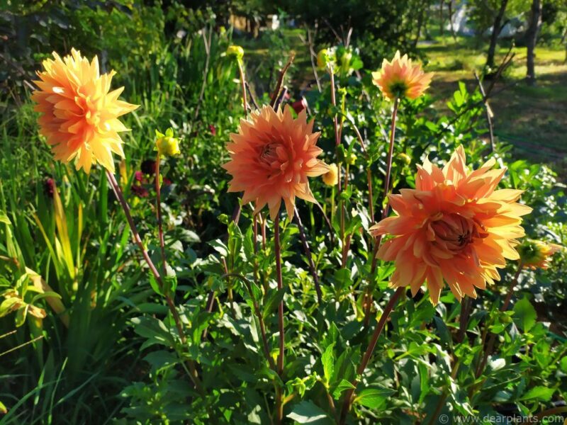 Dahlia Noordwijks glorie planted in a flower border- www.dearplants.com