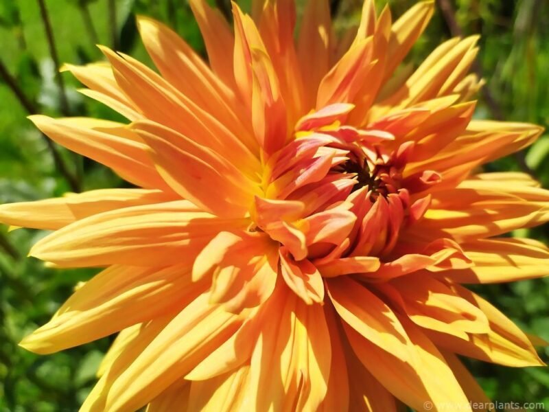 Dahlia Noordwijks glorie - www.dearplants.com