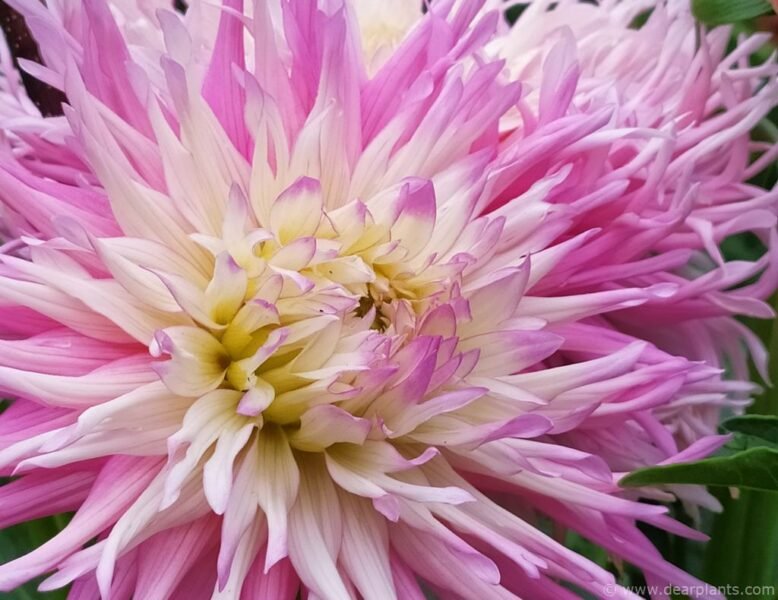 Dahlia 'Star's Favourite' - www.dearplants.com