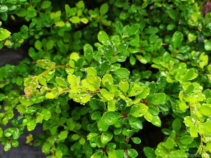 Japanese barberry 'Green Carpet' (Berberis thunbergii 'Green Carpet') - www.dearplants.com