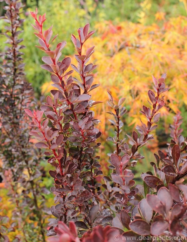 How to plant Purple Japanese barberry (Berberis thunbergii f. atropurpurea)