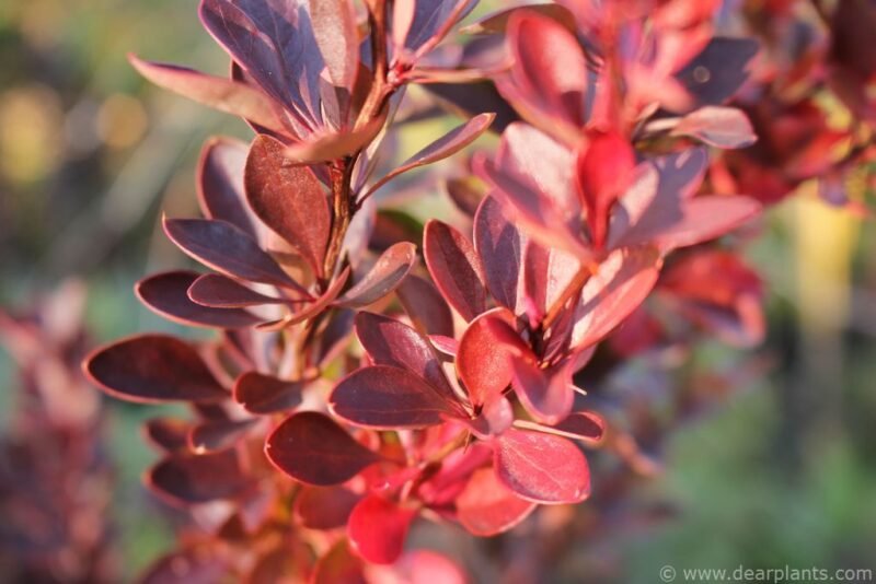 Purple Japanese barberry (Berberis thunbergii f. atropurpurea) - www.dearplants.com