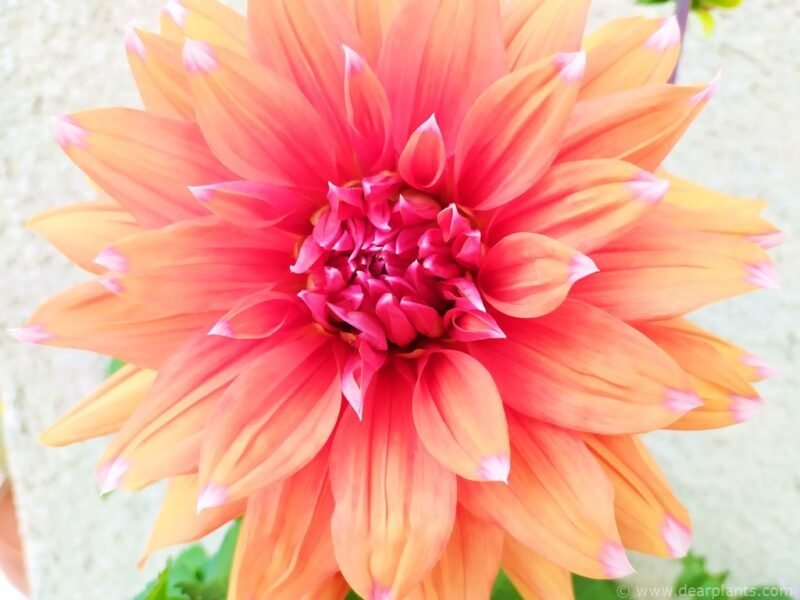 Dahlia 'Color spectable' - www.dearplants.com