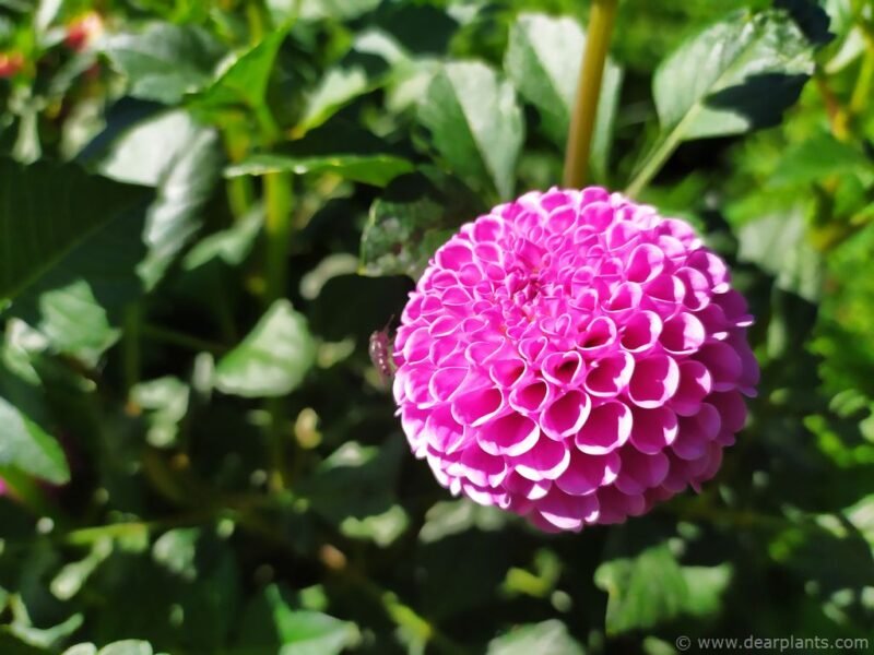 Dahlia 'Franz Kafka' - www.dearplants.com