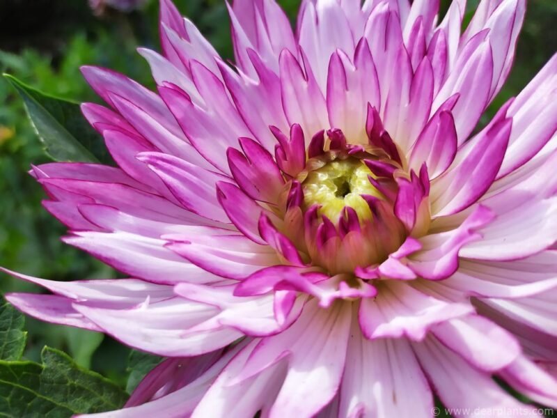 Dahlia Gabriella - www.dearplants.com