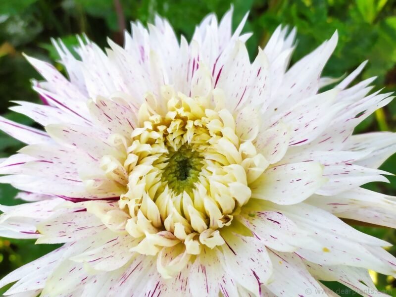 Dahlia Smokey - www.dearplants.com