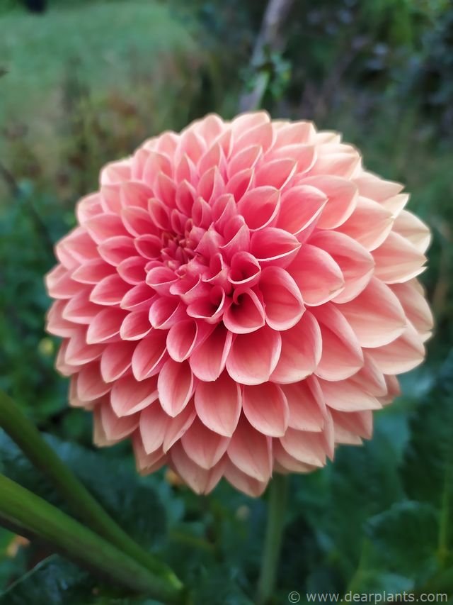 How to plant Dahlia 'Sylvia' Dear Plants