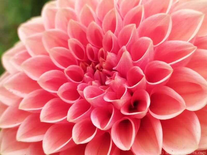 Dahlia Sylvia - www.dearplants.com