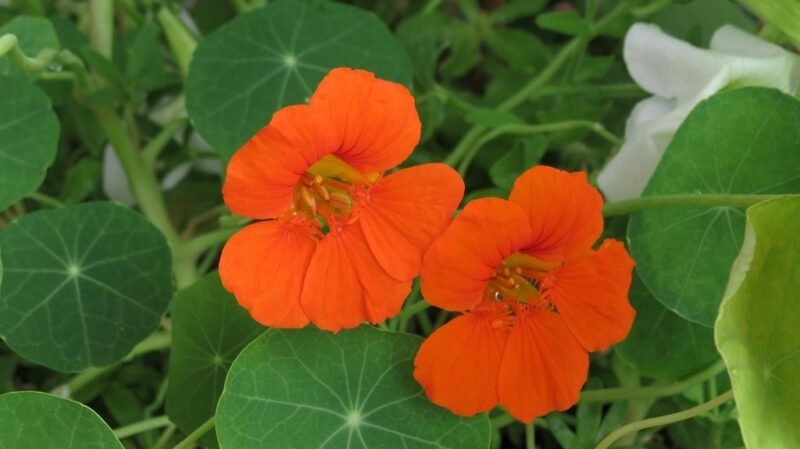 How to plant Nasturtiums (Tropaeolum majus)