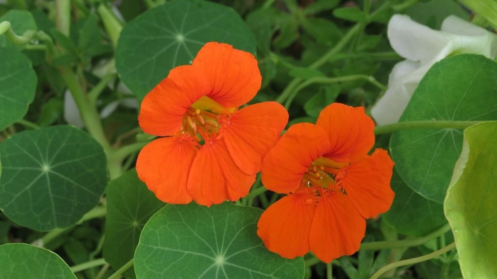 How to plant Nasturtiums (Tropaeolum majus)