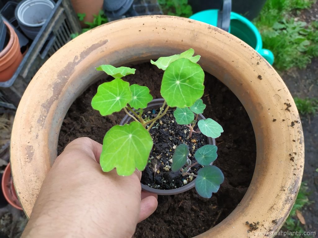 How to grow nasturtiums from seed (Tropaeolum) Dear Plants