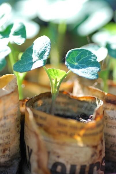 Nasturtiums (Tropaeolum majus) seedlings - www.dearplants.com