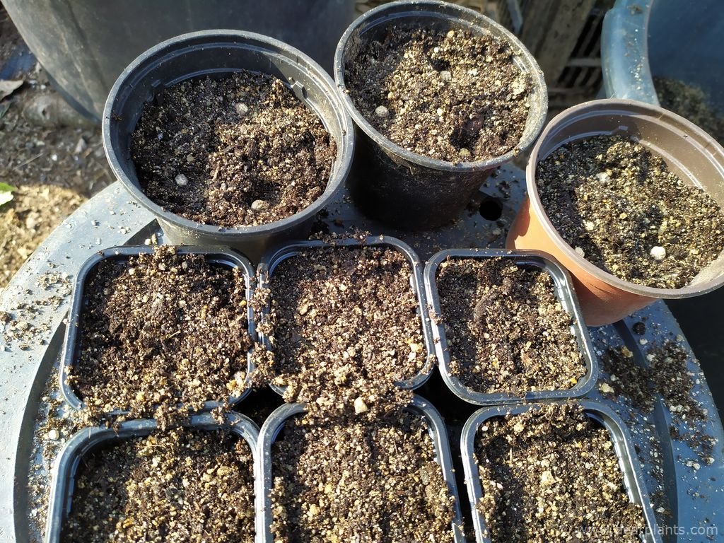 How to grow nasturtiums from seed (Tropaeolum) Dear Plants