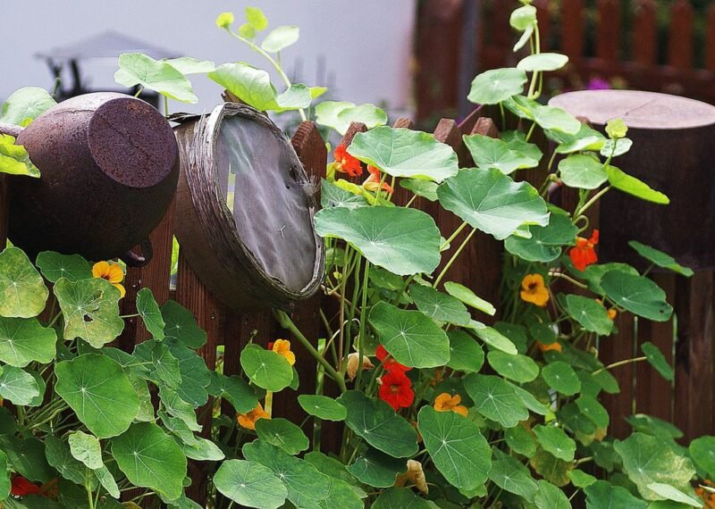 Nasturtiums growing over a fence in the garden - www.dearplants.com