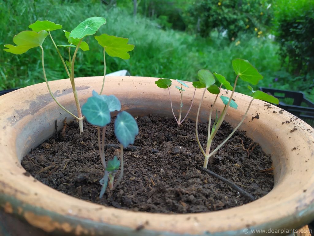 How to grow nasturtiums from seed (Tropaeolum) Dear Plants