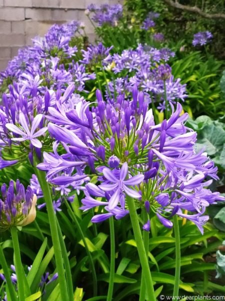 Agapanthus (African blue lily) massively flowering in a compact clump - www.dearplants.com