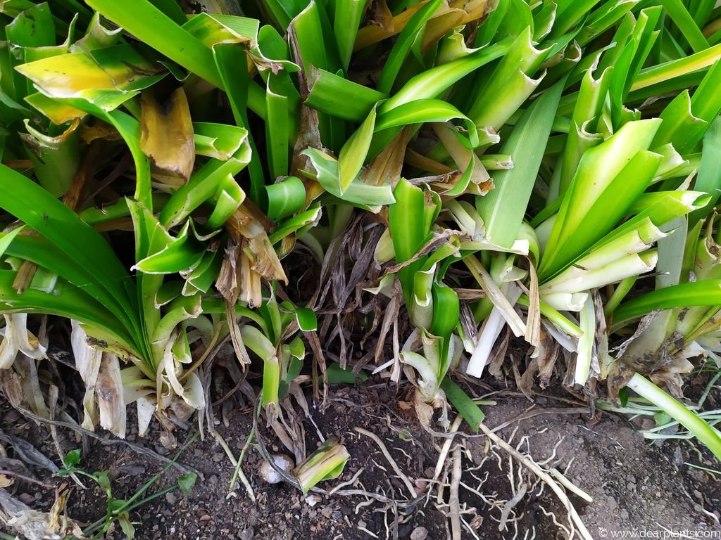 How to divide agapanthus [with pictures step by step] Dear Plants