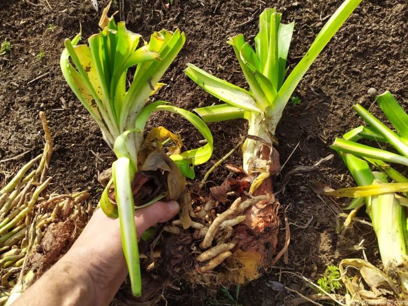 Agapanthus division - www.dearplants.com