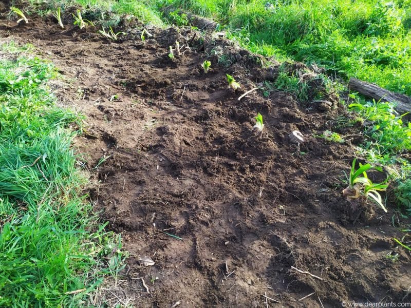 Agapanthus planted in line - www.dearplants.com