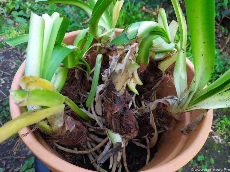 How to plant agapanthus in pots [with pictures] Dear Plants