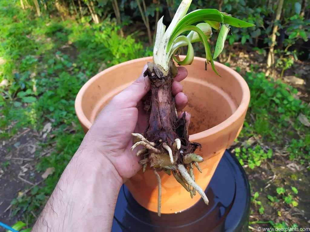 How to plant agapanthus in pots [with pictures] Dear Plants