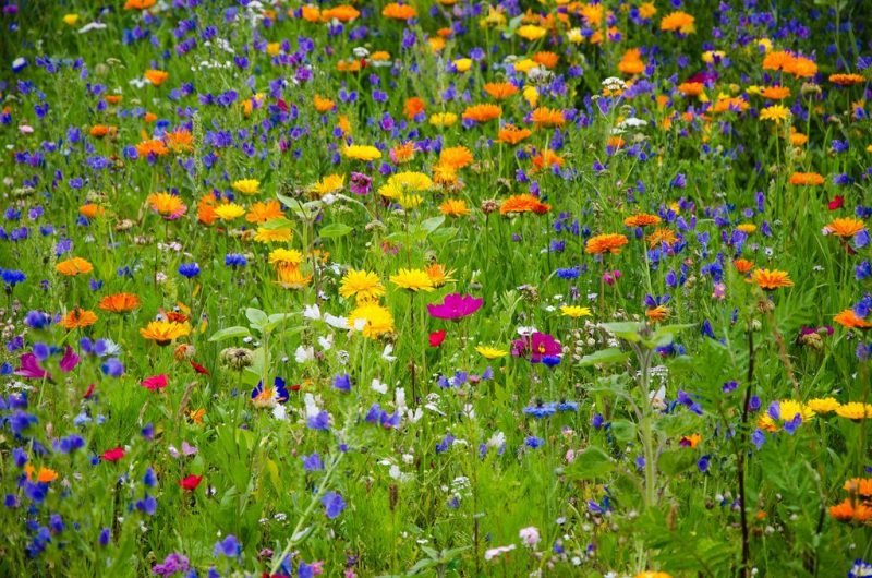 Annual and biennial plants flowering in summer - www.dearplants.com